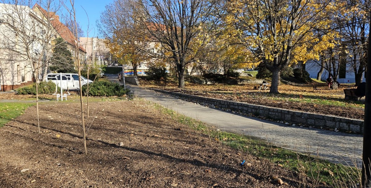 Nasadzenia drzew przy Skwerze Seniora i Juniora