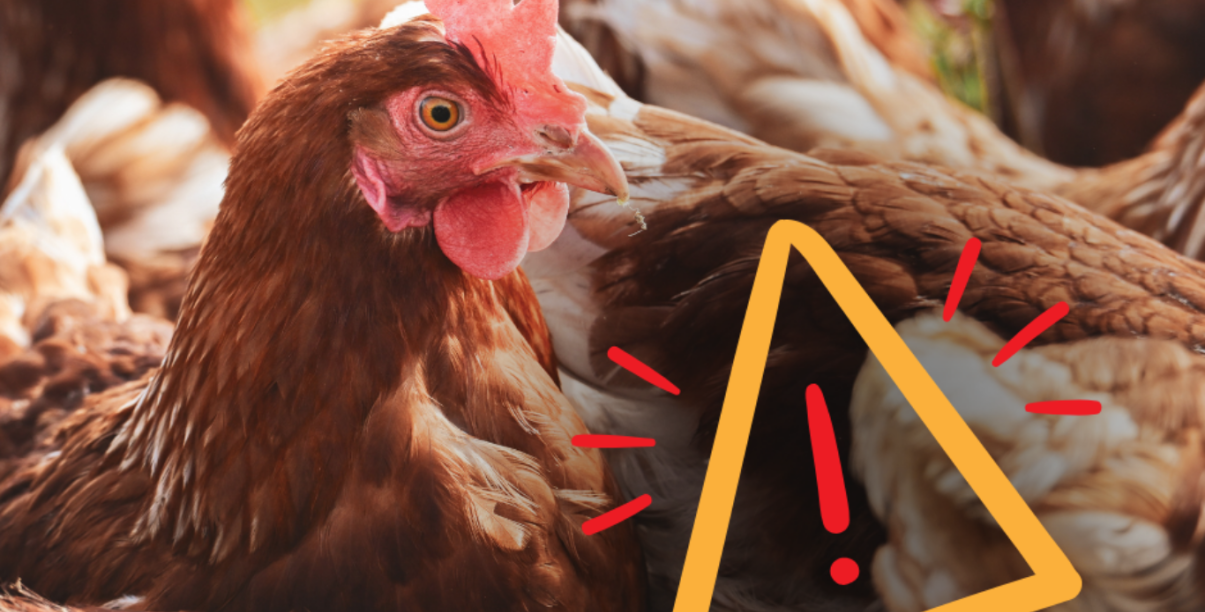 Posiedzenie Powiatowego Zespołu Zarządzania Kryzysowego w Starostwie Powiatowym w Dzierżoniowie dotyczące ogniska ptasiej grypy HPAI. Komunikat informuje o obszarach objętych ograniczeniami oraz zaleceniach dla hodowców drobiu.