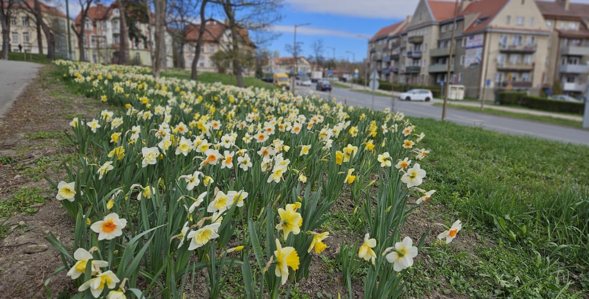 Narcyzy rozsnące na terenie zielonym obok drogi