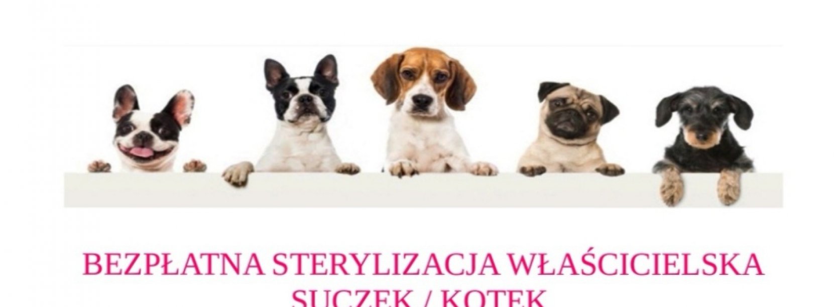 Grafika zachęcająca do sterylizacji, na niej zdjęcia psów