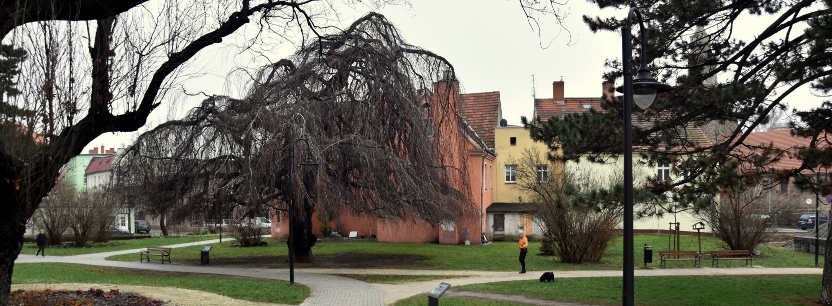 Park wczesną wiosną, zielona trawa, alejki i drzewa bez liści