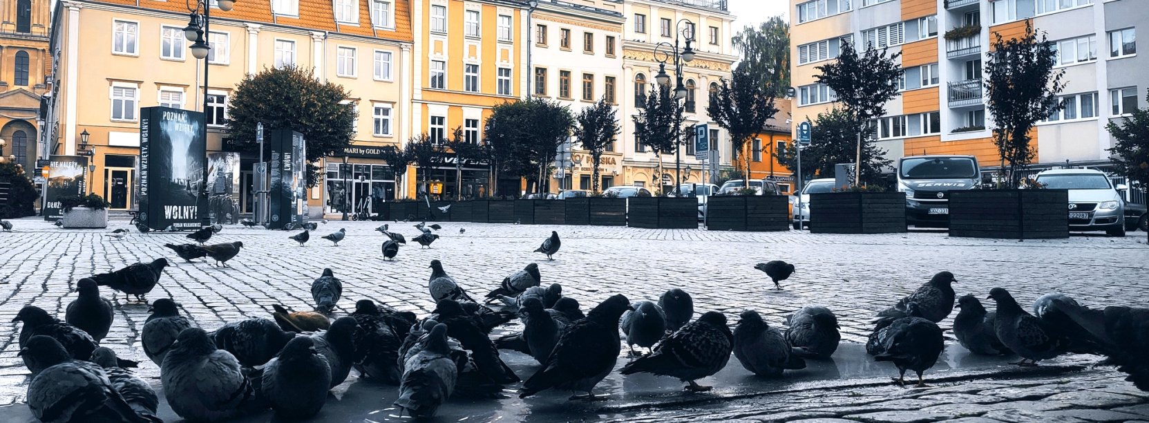 Zbliżenie na stado gołębi na dzierżoniowskim rynku, w tle kamienice