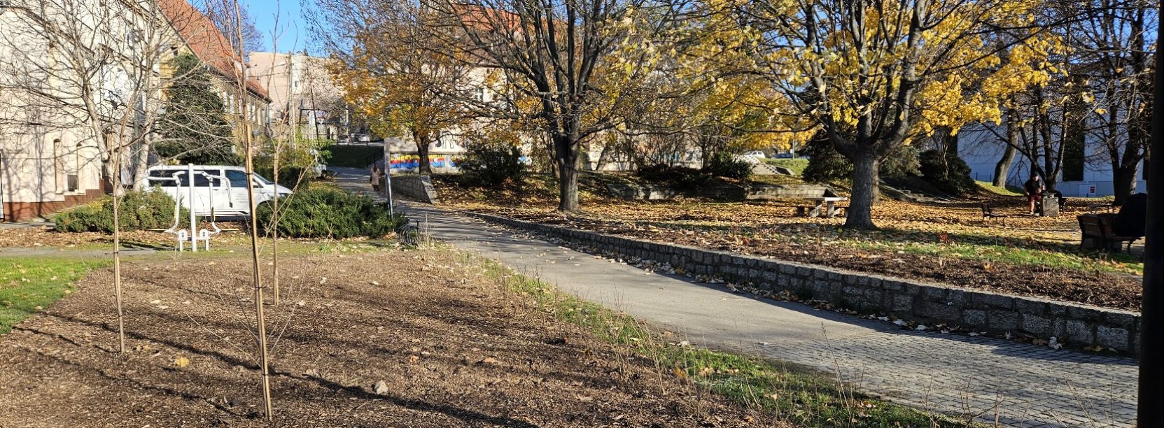 Nasadzenia drzew przy Skwerze Seniora i Juniora