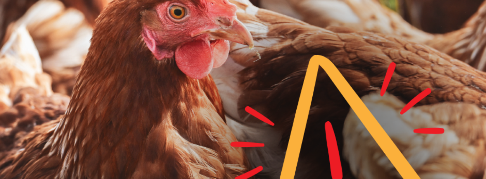 Posiedzenie Powiatowego Zespołu Zarządzania Kryzysowego w Starostwie Powiatowym w Dzierżoniowie dotyczące ogniska ptasiej grypy HPAI. Komunikat informuje o obszarach objętych ograniczeniami oraz zaleceniach dla hodowców drobiu.