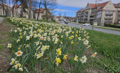 Narcyzy rozsnące na terenie zielonym obok drogi