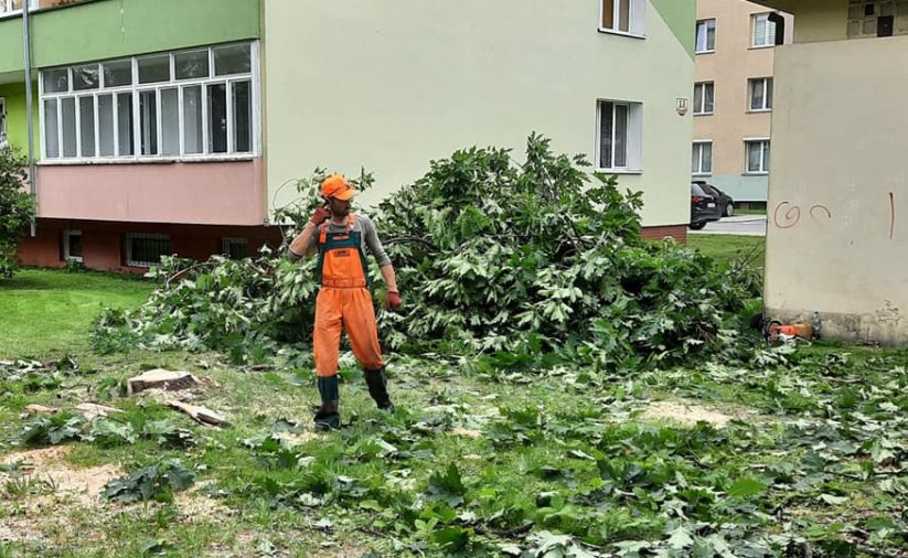 Mężczyzna w popmarańczowym stroju roboczym przy powalonym drzewie, w drugim planie blok mieszkalny