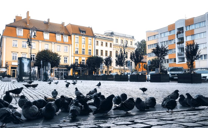 Zbliżenie na stado gołębi na dzierżoniowskim rynku, w tle kamienice