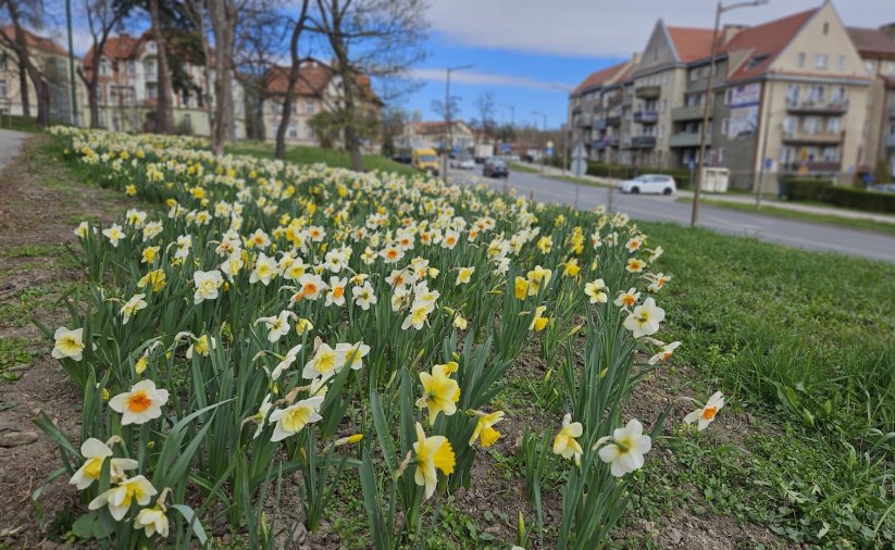 Narcyzy rozsnące na terenie zielonym obok drogi