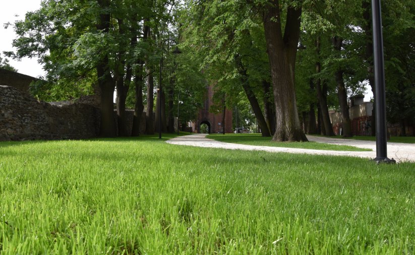 Park miejski, po lewej stronie mury obronne, po środku alejki i duże drzewa