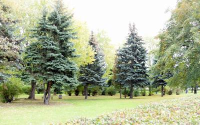 Drzewa iglaste w parku