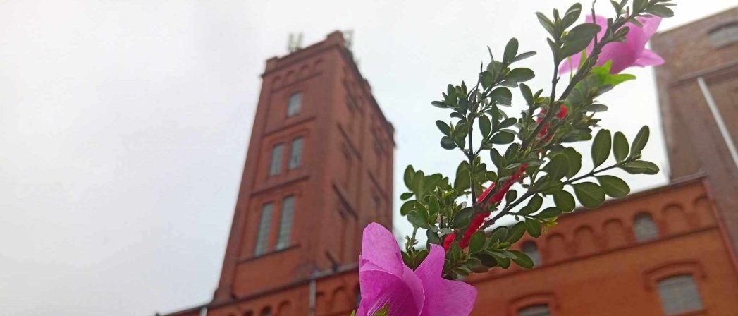 Wielkanocna palma z zieloną gałązką i fioletowym kwiatem na tle dużego budynku z czerwonej cegly